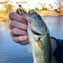 Load image into Gallery viewer, Nice bass caught on a brass inline spinner (Dangle Lures Krock). Great lure for creek fishing and pond fishing.
