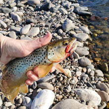 Load image into Gallery viewer, Brown trout caught on a nickel inline spinner (Dangle Lures Papa). Great lures for catching trout, bass, panfish and more!