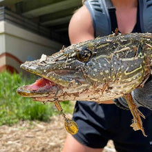 Load image into Gallery viewer, Big Northern Pike caught on a brass inline spinner (Dangle Lures Buffalo).  Great for creek fishing and pond fishing!
