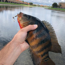 Load image into Gallery viewer, Mayan Cichlid caught on a nickel inline spinner (Dangle Lures Juice). Great lures for catching more!
