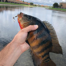 Load image into Gallery viewer, Mayan Cichlid caught on a nickel inline spinner (Dangle Lures Juice). Great lures for catching more!
