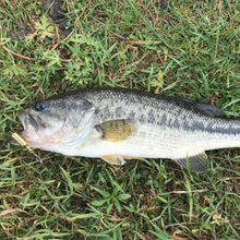 Load image into Gallery viewer, Big Bass caught on a brass inline spinner (Dangle Lures Dragon). Great lure for catching more fish while pond fishing and river fishing.