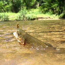 Load image into Gallery viewer, Rainbow trout caught on a brass inline spinner (Dangle Lures Papa Jr.).