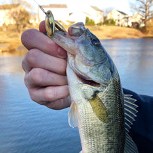 Load image into Gallery viewer, Nice bass caught on a brass inline spinner (Dangle Lures Krock). Great lure for creek fishing and pond fishing.
