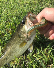 Load image into Gallery viewer, Bass caught on a nickel spinnerbait (Dangle Lures Darla). The &#39;finesse&#39; spinnerbait, great for pond fishing. 
